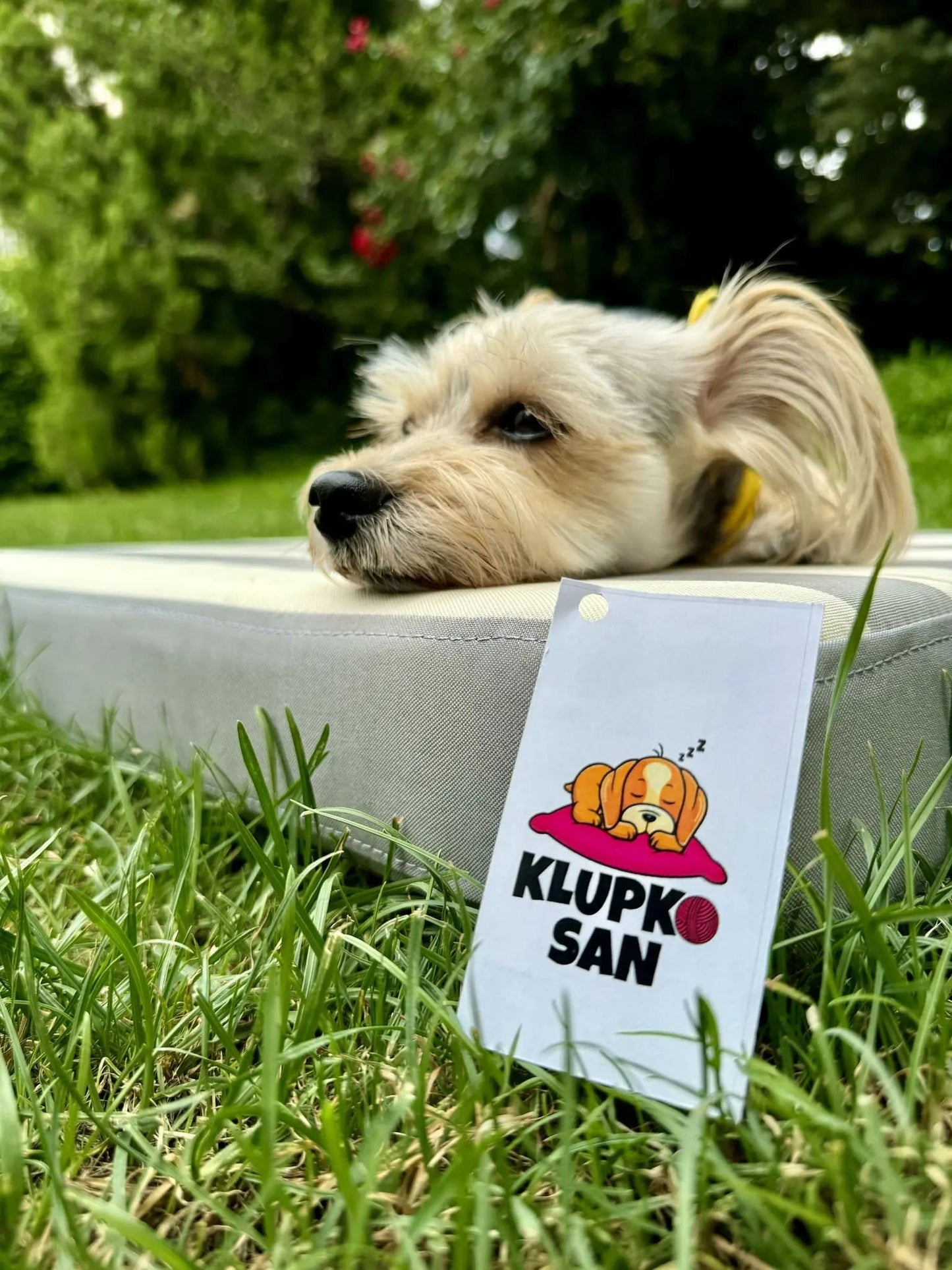 Dusek za dvoriste Klupko San